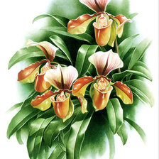 Оригинал схемы вышивки «орхидеи» (№643156)