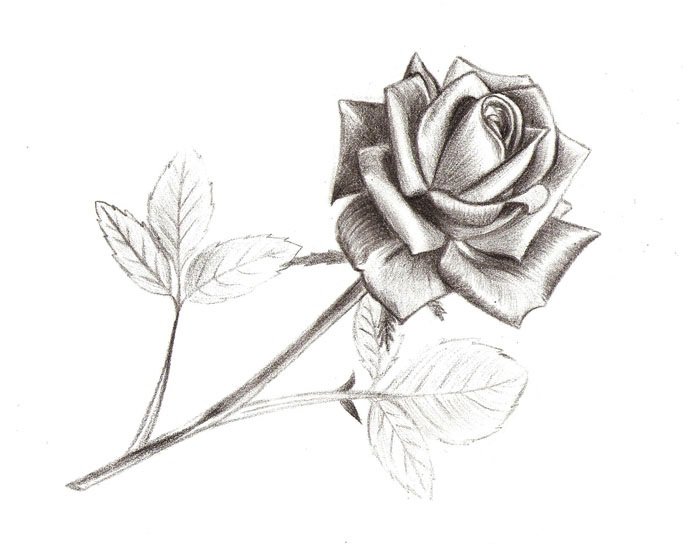 Роза - цветок, роза - оригинал
