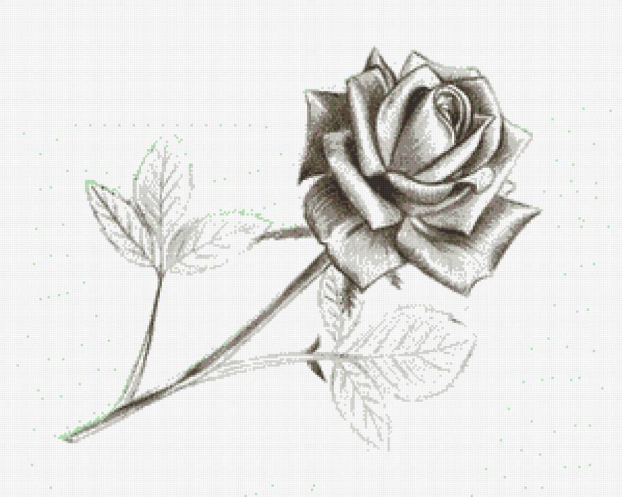 Роза - роза, цветок - предпросмотр