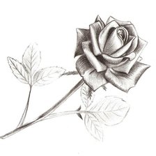 Оригинал схемы вышивки «Роза» (№643319)