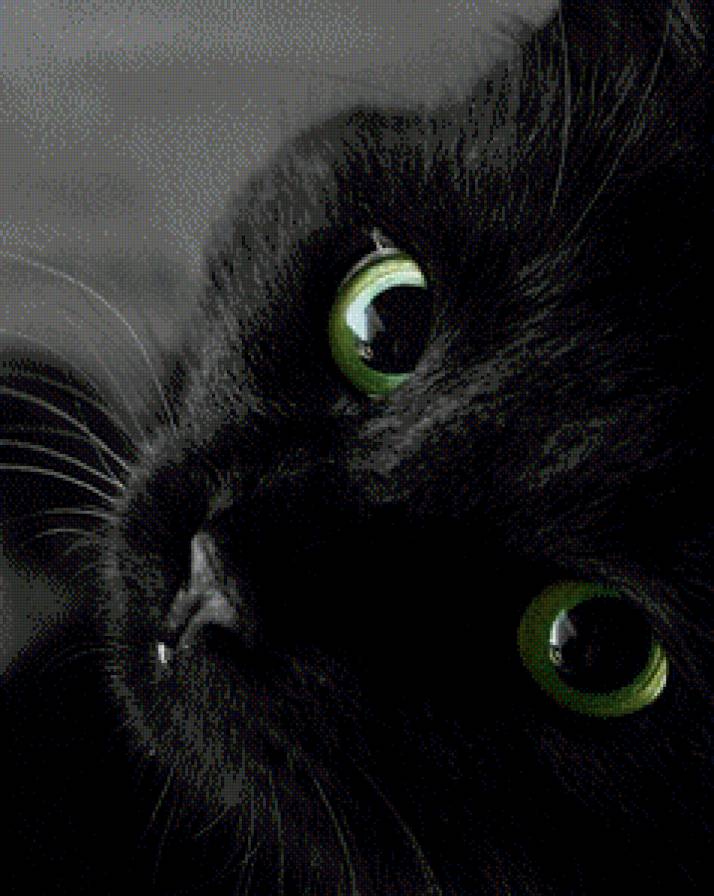 Чёрный кот-2 - черный, кошки - предпросмотр