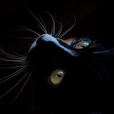 Чёрный кот-3