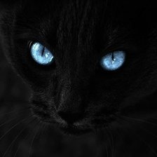 Чёрный кот-4