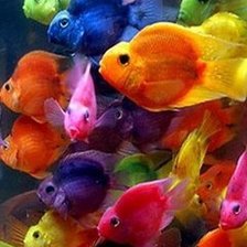 разноцветные рыбки