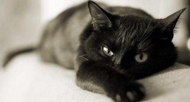 Багира - черная кошка, кошка, взгляд, идеал, любовь - оригинал