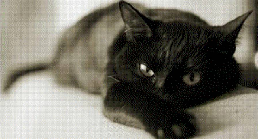 Багира - любовь, черная кошка, идеал, кошка, взгляд - предпросмотр