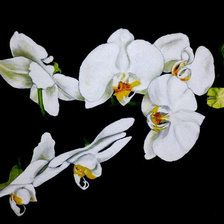 Оригинал схемы вышивки «орхидеи» (№644717)