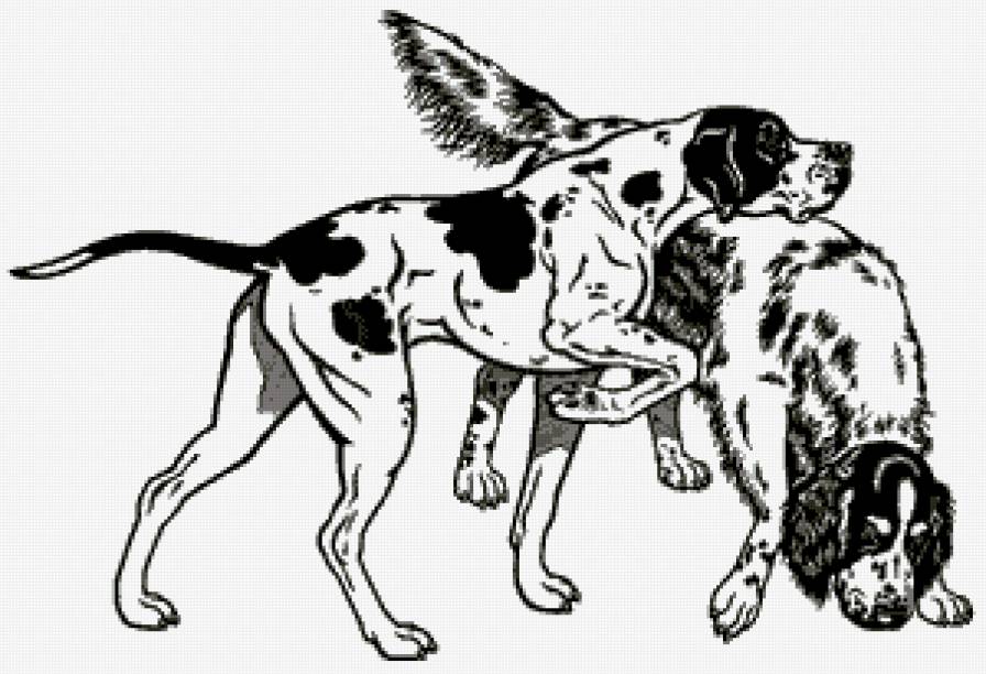Английский пойнтер - собака, животные, охота - предпросмотр