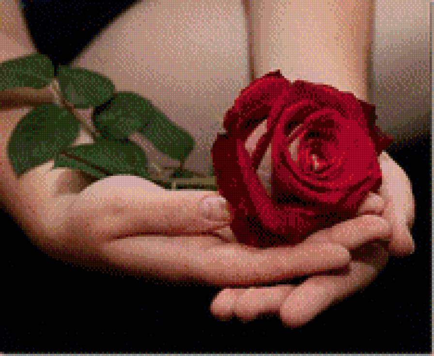 роза на ладонях - роза, руки, цветы - предпросмотр