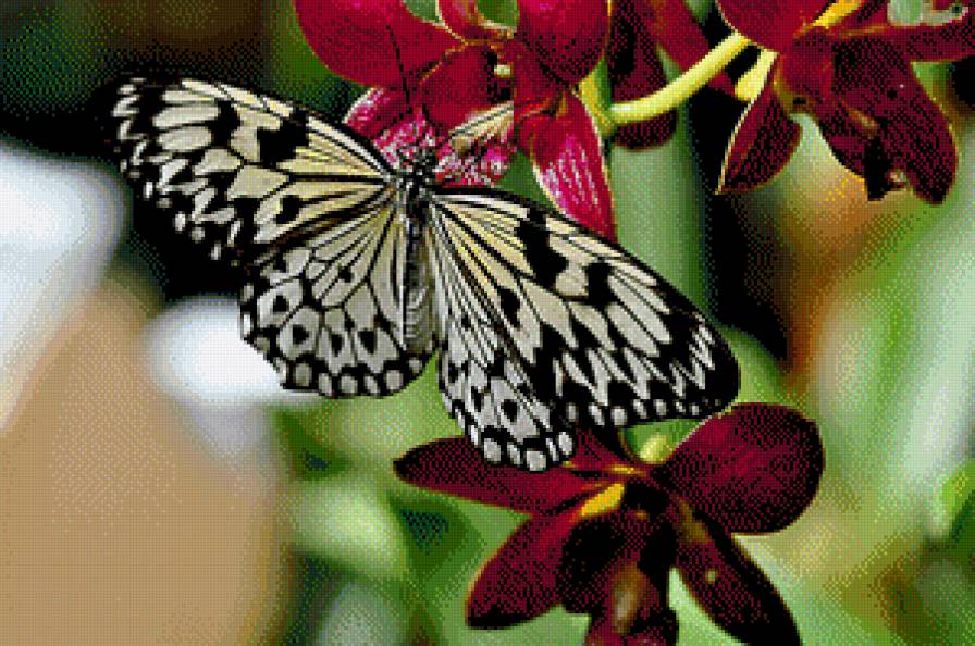 Бабочка на орхидее - цветы, орхидеи, бабочка - предпросмотр