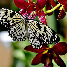 Схема вышивки «Бабочка на орхидее»