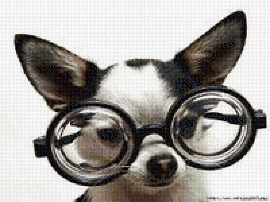весельчак - собака, животные, очки, радость - предпросмотр