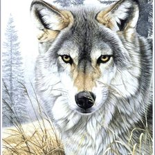 Оригинал схемы вышивки «волк» (№646583)