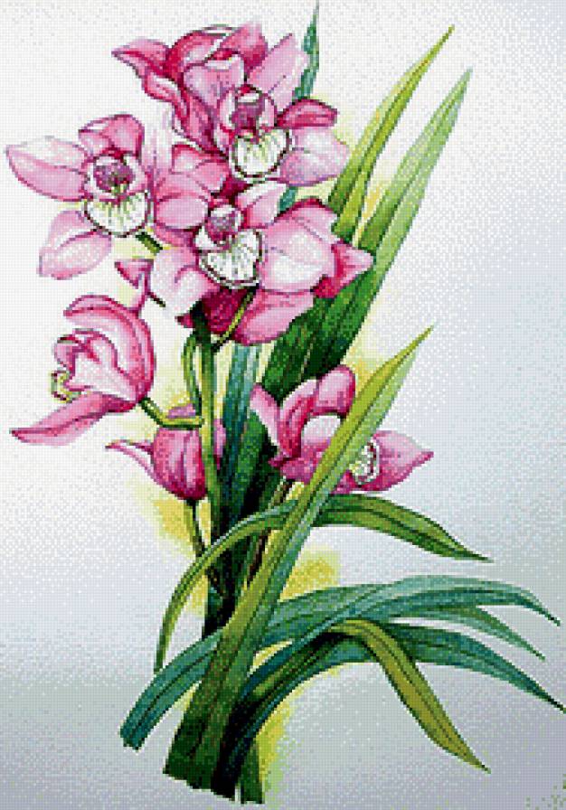 Орхидея - предпросмотр