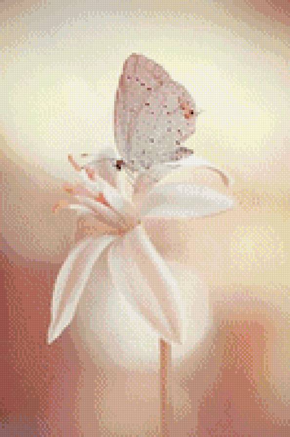 бабочка на цветке - цветок, бабочка, насикоміе - предпросмотр