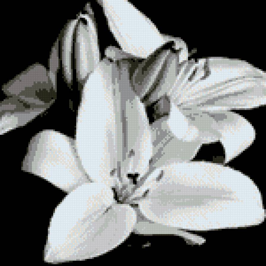 Лилии - лилии, цветы, монохром - предпросмотр