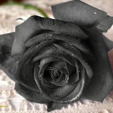 Оригинал схемы вышивки «черная роза» (№648074)