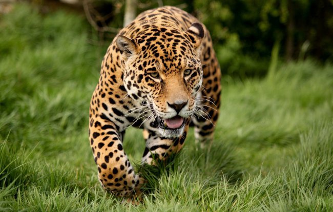 игривый леопард - леопард бежит.животное - оригинал