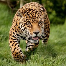 Схема вышивки «игривый леопард»