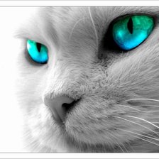 Схема вышивки «кошка с бирюзовыми глазами»