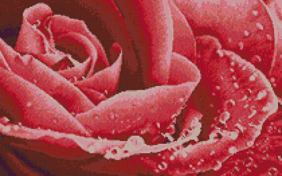 роза v - цветы - предпросмотр