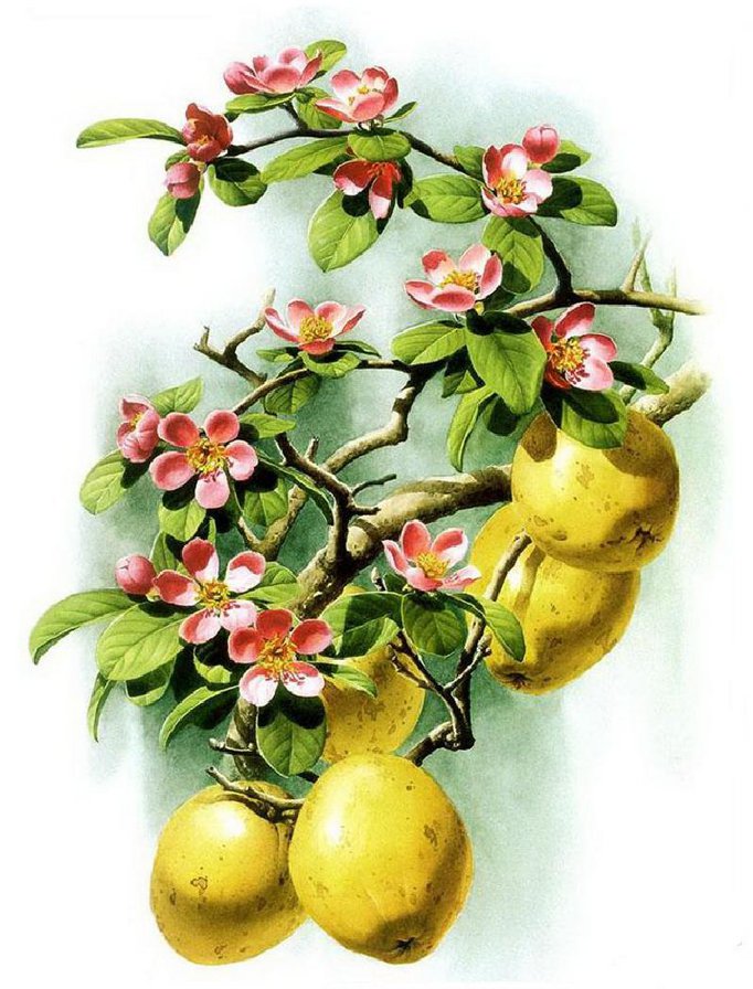 ветка с лимоном - фрукты, еда, весна, цветы, ветка, лимон - оригинал