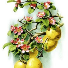 Оригинал схемы вышивки «ветка с лимоном» (№649772)