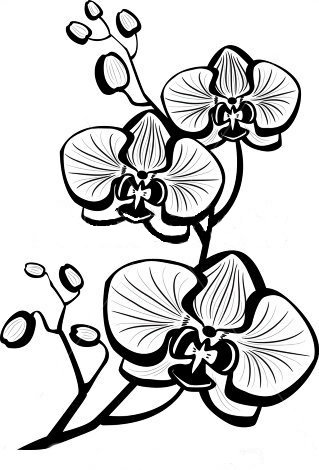 орхидея - монохром, цветы, орхидея - оригинал