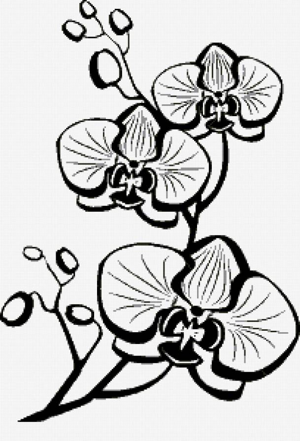 орхидея - монохром, цветы, орхидея - предпросмотр