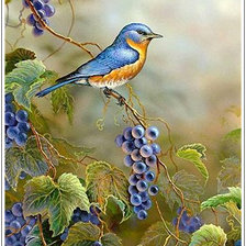 Оригинал схемы вышивки «Серия "Живой мир": Птица в винограднике» (№649795)