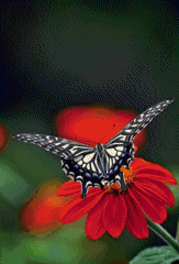 бабочка на цветке - бабочка, цветок, насикомые - предпросмотр