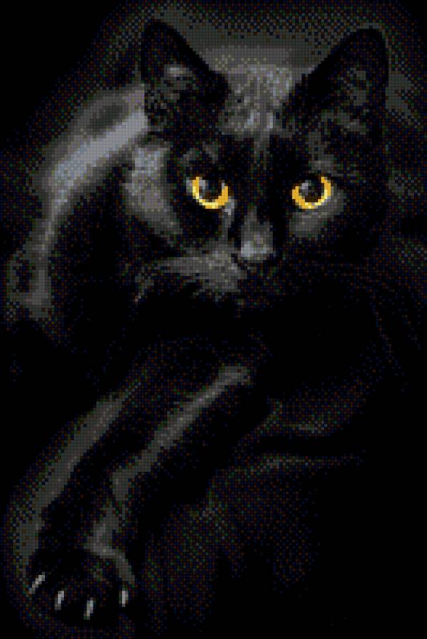 Черный кот - кот - предпросмотр
