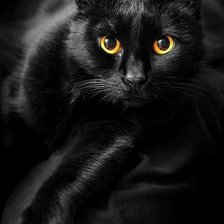 Оригинал схемы вышивки «Черный кот» (№650307)