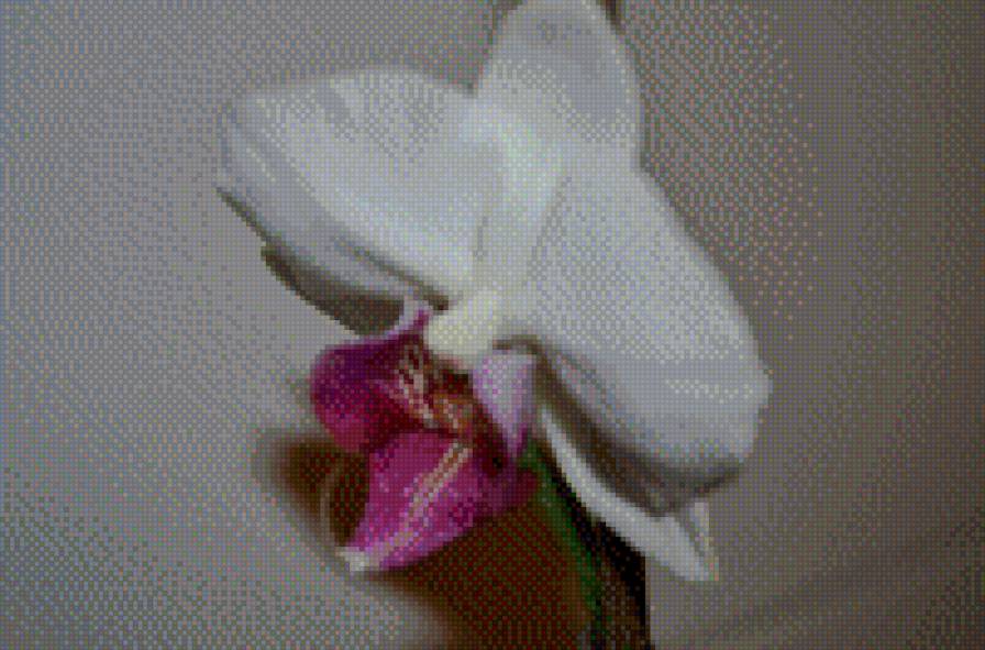 My orchid - предпросмотр