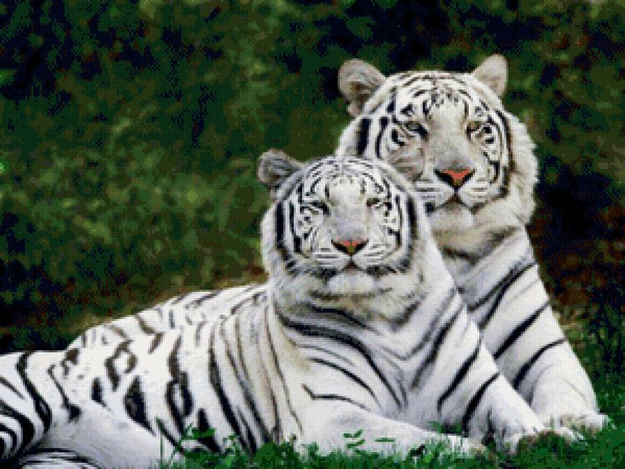царственная пара - животные, пара, тигры - предпросмотр