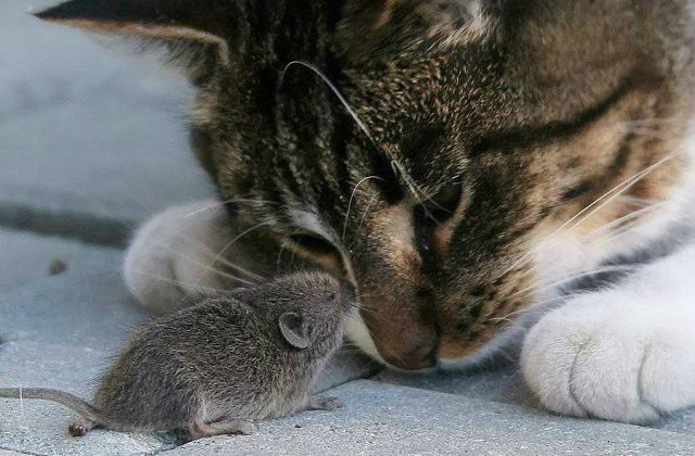 кошка с мышкой - животное, кошка, мышка - оригинал