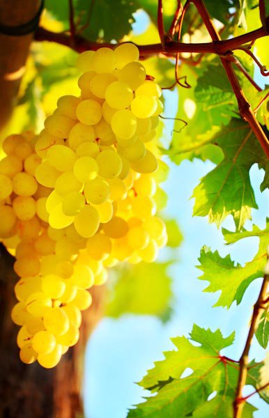 Виноградная лоза - солнце, виноград - оригинал