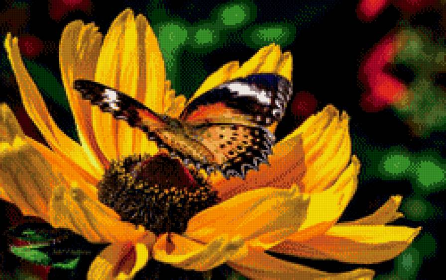бабочка на желтом цветке - бабочка, насикомые, цветок - предпросмотр