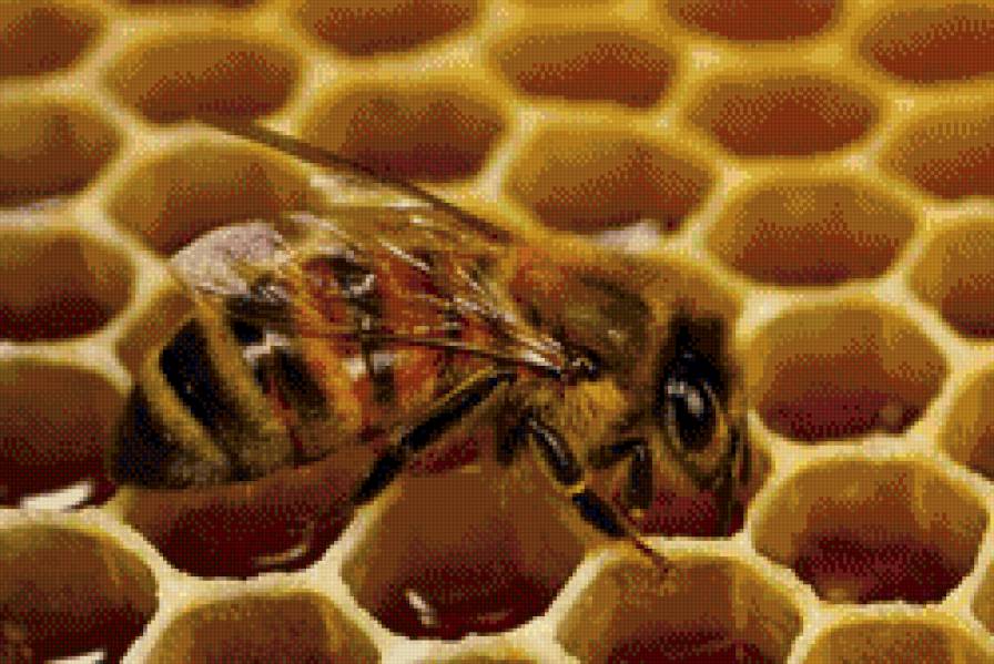 пчела и соты - пчела, насикомые, соты - предпросмотр