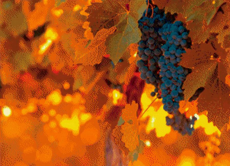 Осенний виноград - осень, виноград, солнце - предпросмотр