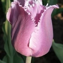 Схема вышивки «Tulip»