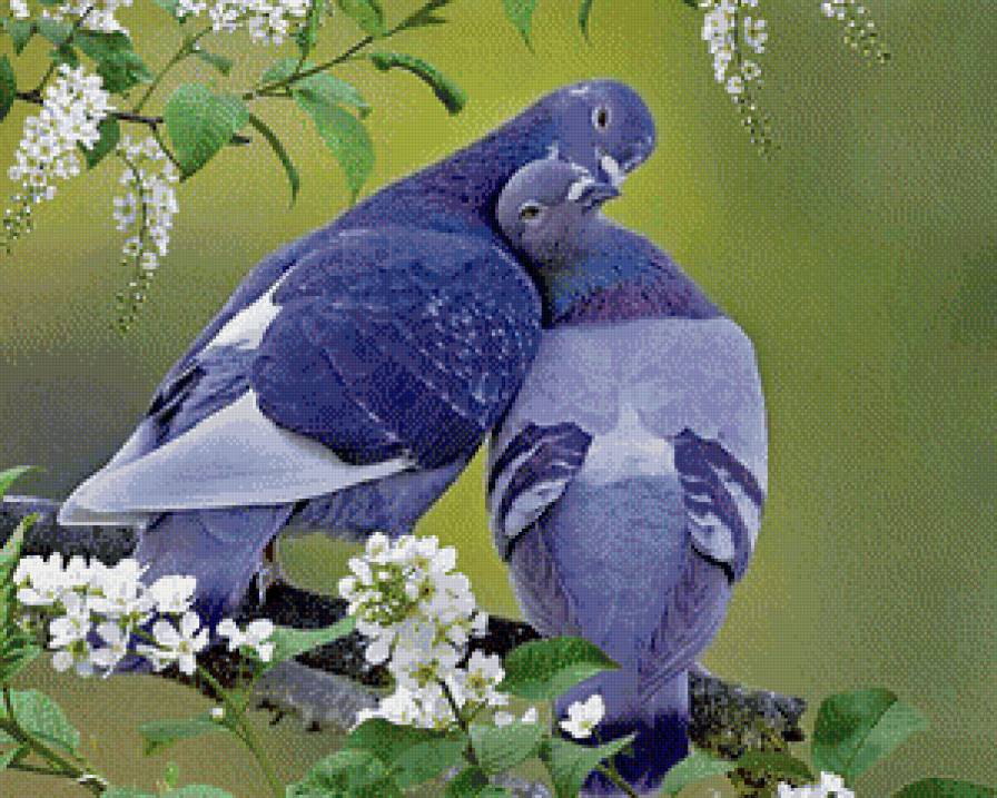 голуби и черемуха - голуби, птицы, черемуха, дерево - предпросмотр