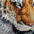 Предпросмотр схемы вышивки «тигр» (№651481)