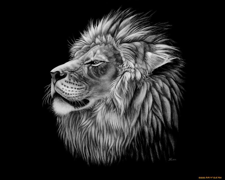 Лев - животные, кошки - оригинал