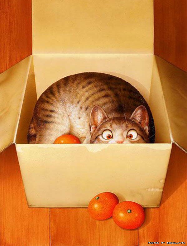 кот в коробке с мандаринами - коробка, животные, кошка, рисунок, котенок, кот, мандарины - оригинал