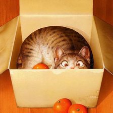 кот в коробке с мандаринами