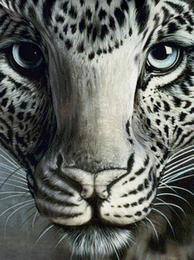 леопард - взгляд, леопард, кошка - предпросмотр