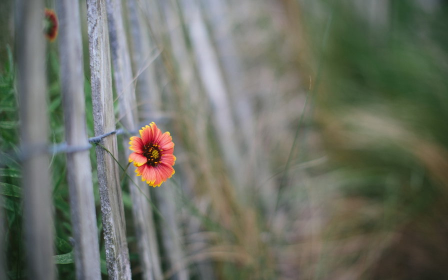 Цветок в заборе - цветок, забор, нежность - оригинал