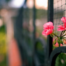 Цветок в заборе
