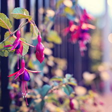 Цветы в заборе